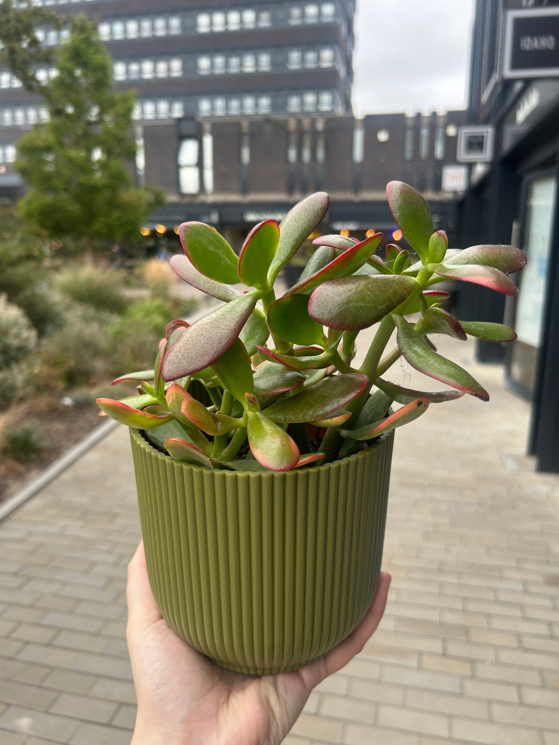 Crassula Sunset Jade Plant