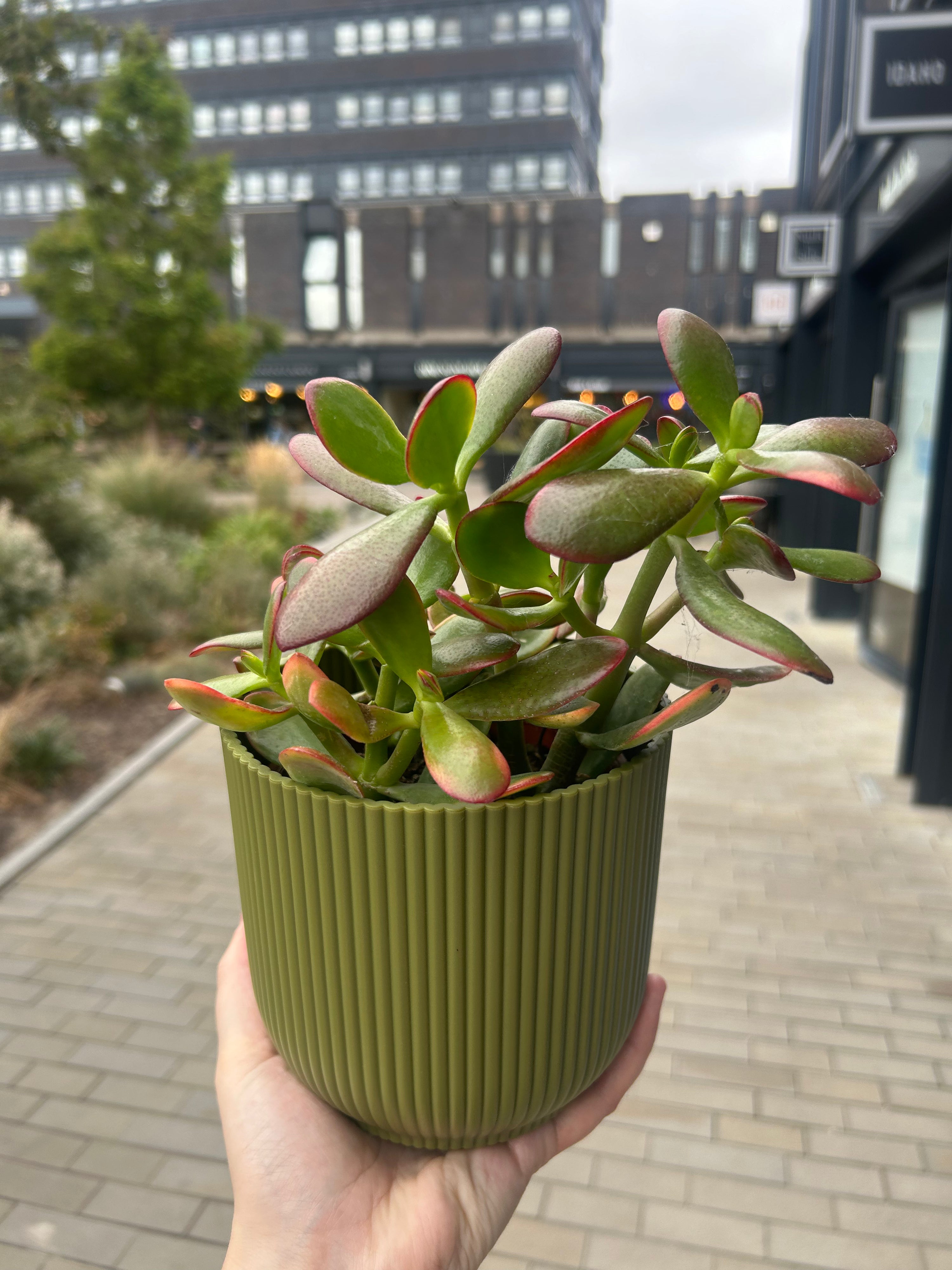 Crassula Sunset Jade Plant