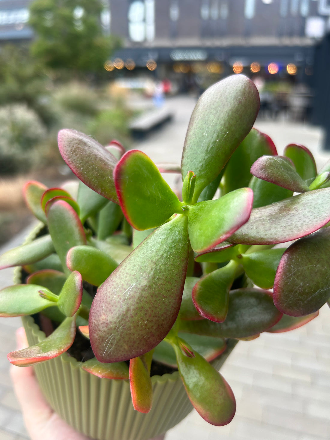 Crassula Sunset Jade Plant
