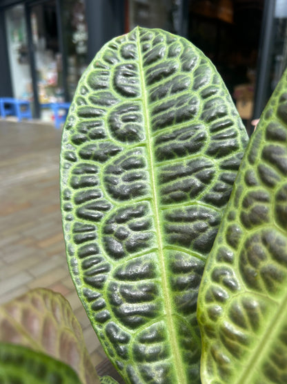 Labisia Turtle Back