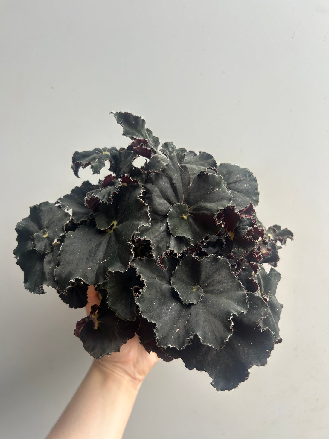 Begonia Rex Magic Colours Mambo