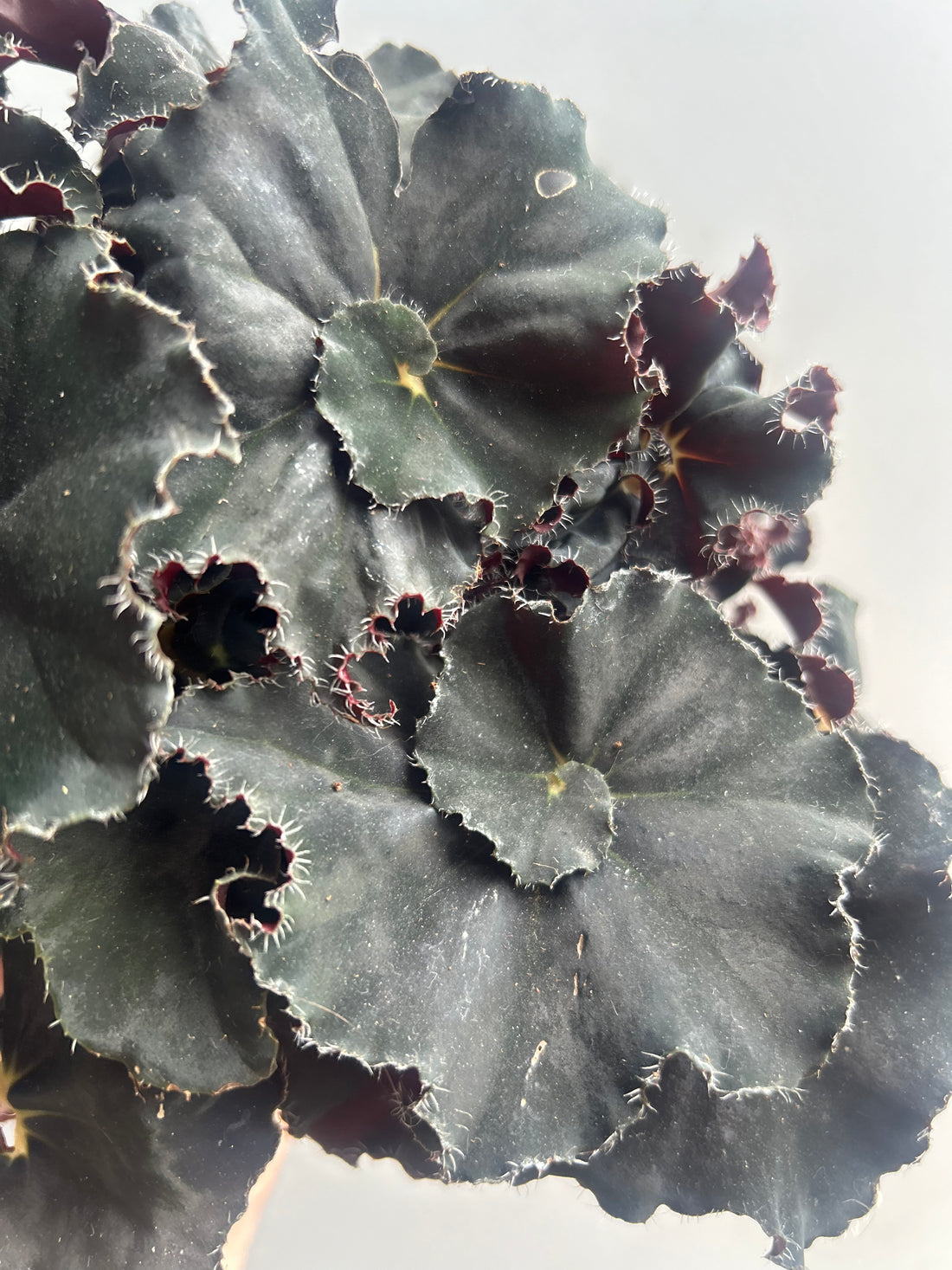 Begonia Rex Magic Colours Mambo