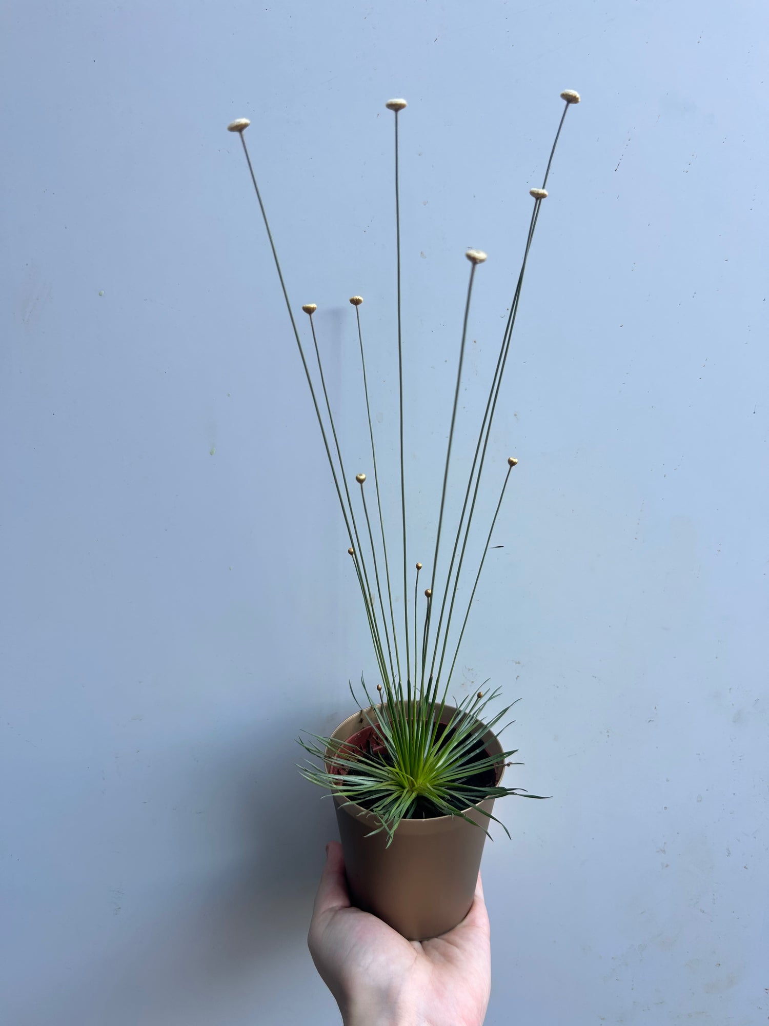 Syngonanthus Mikado