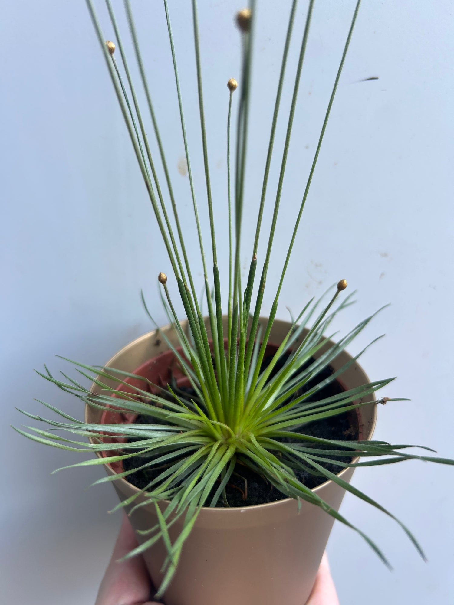 Syngonanthus Mikado
