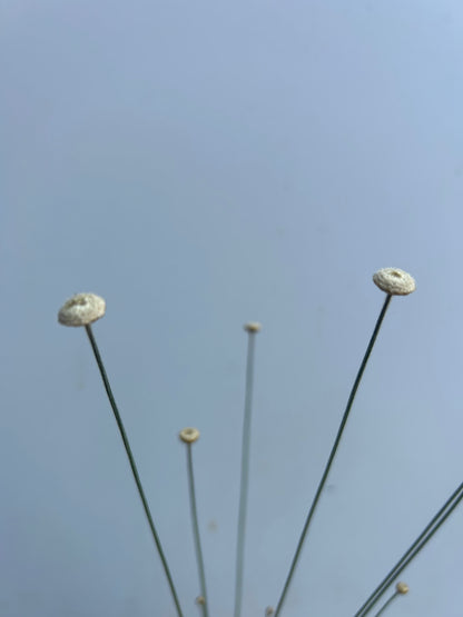 Syngonanthus Mikado
