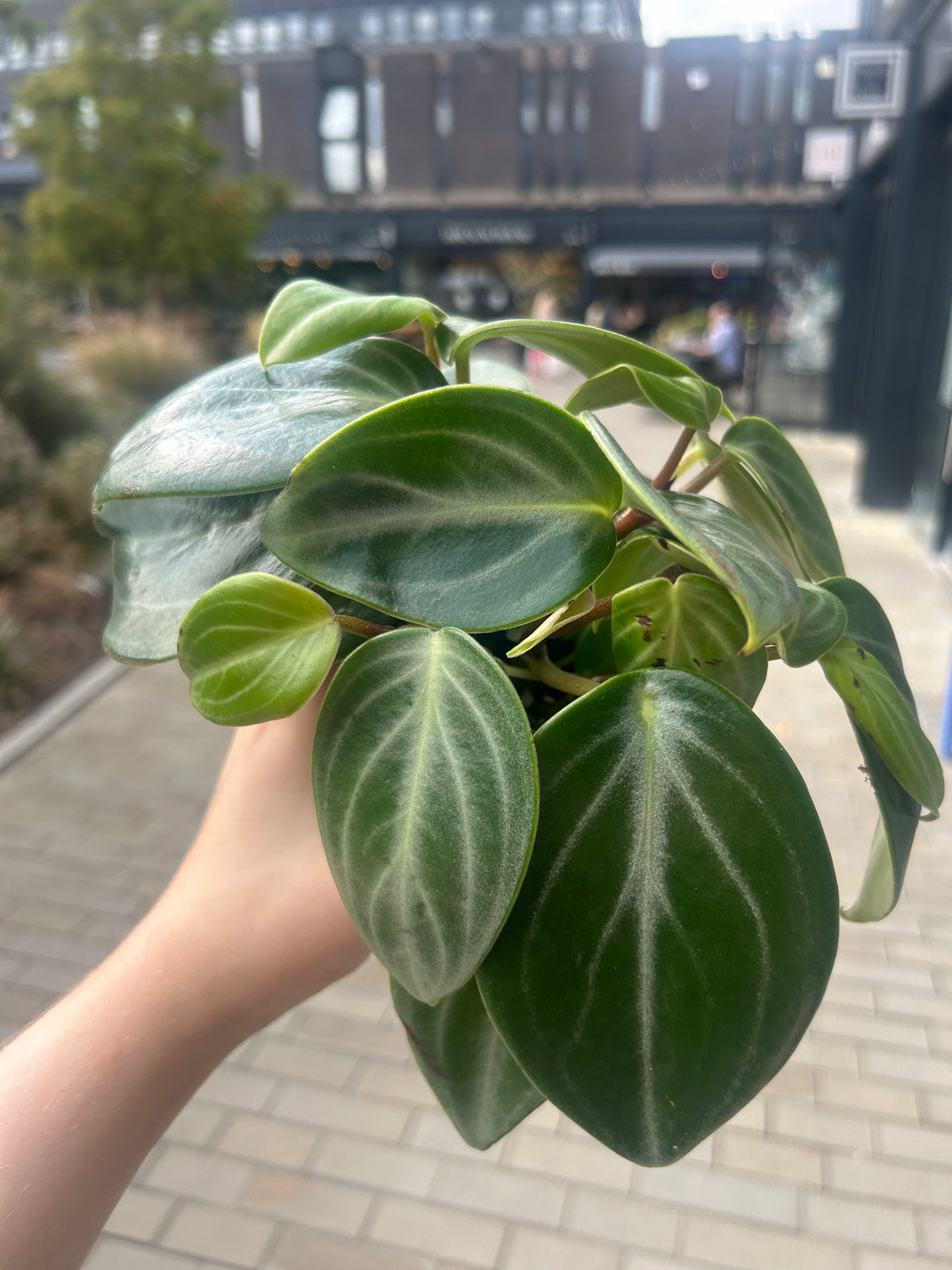 Peperomia Sarcophylla