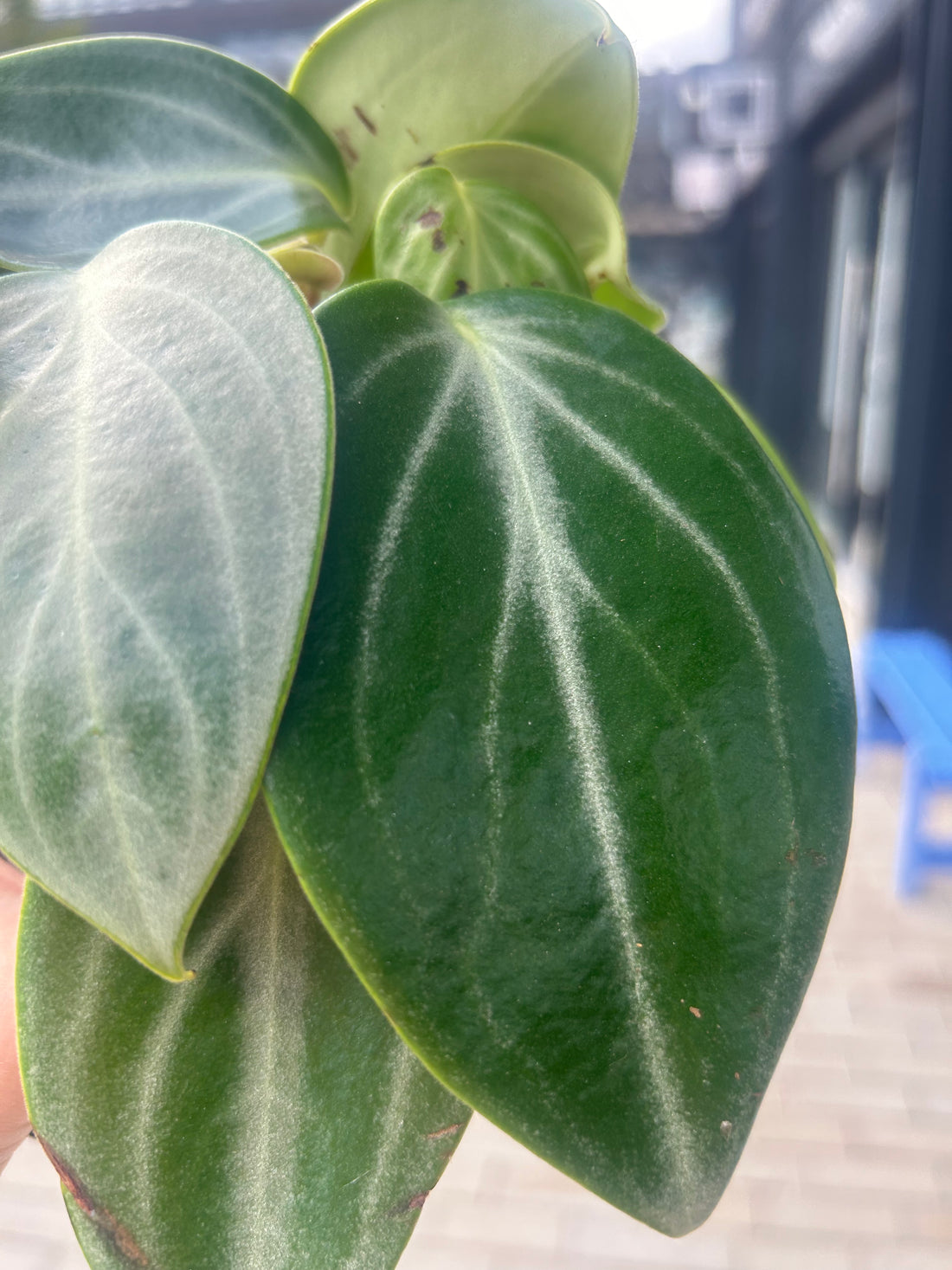 Peperomia Sarcophylla