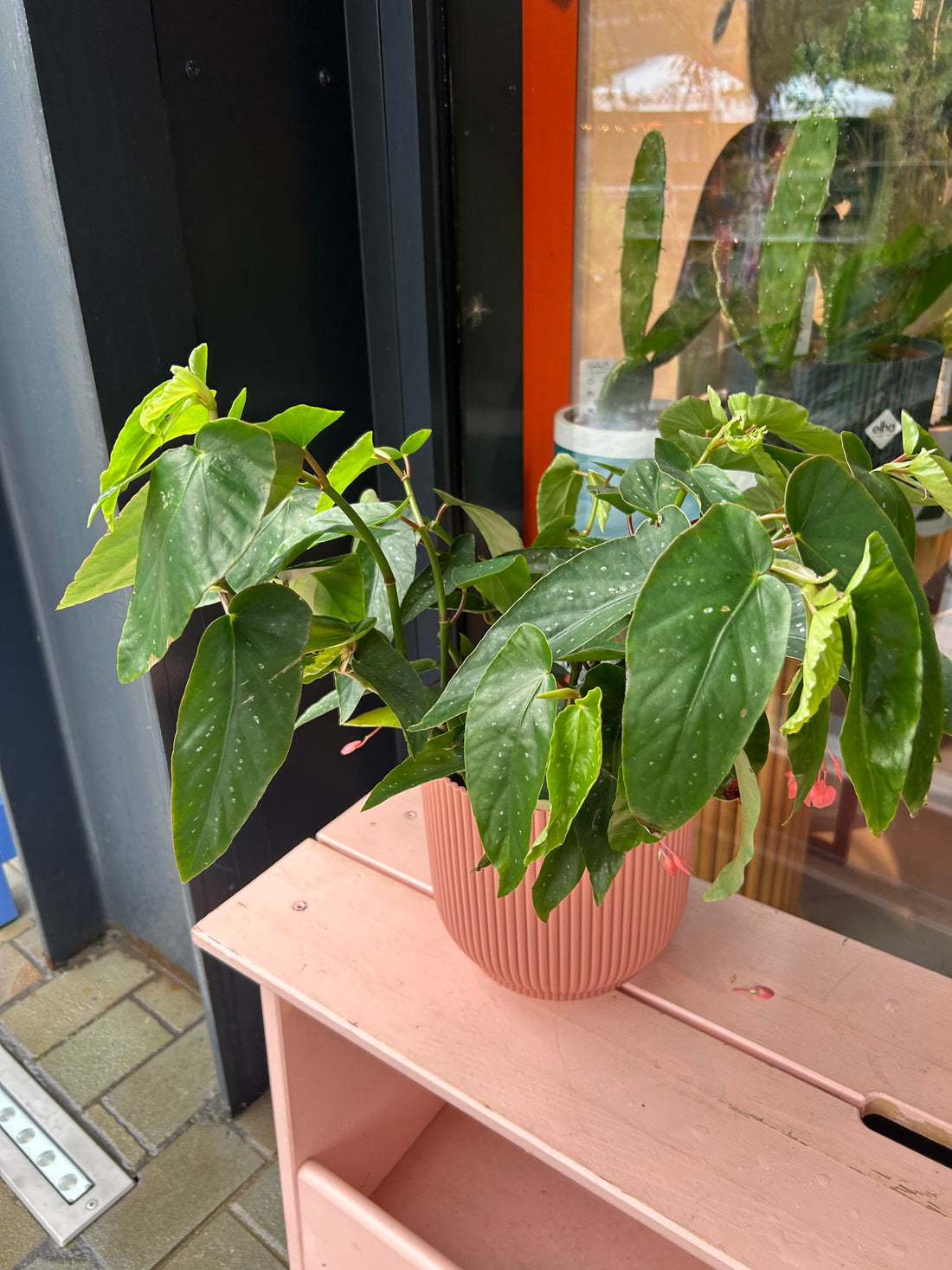 Begonia Tamaya