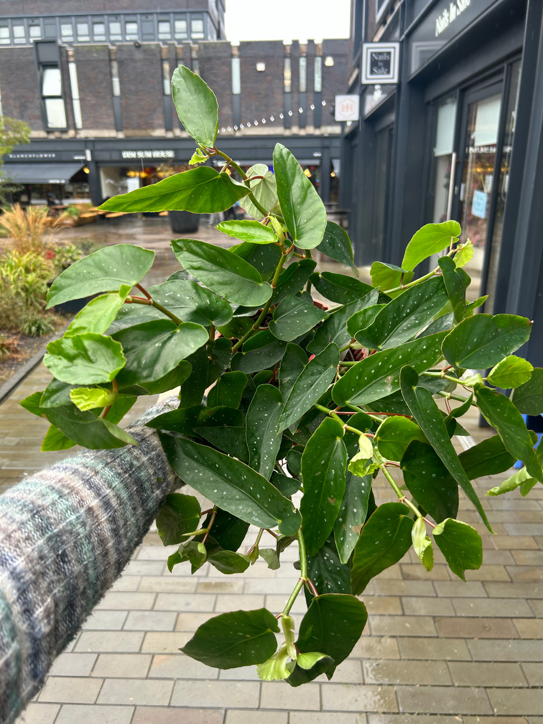 Begonia Tamaya
