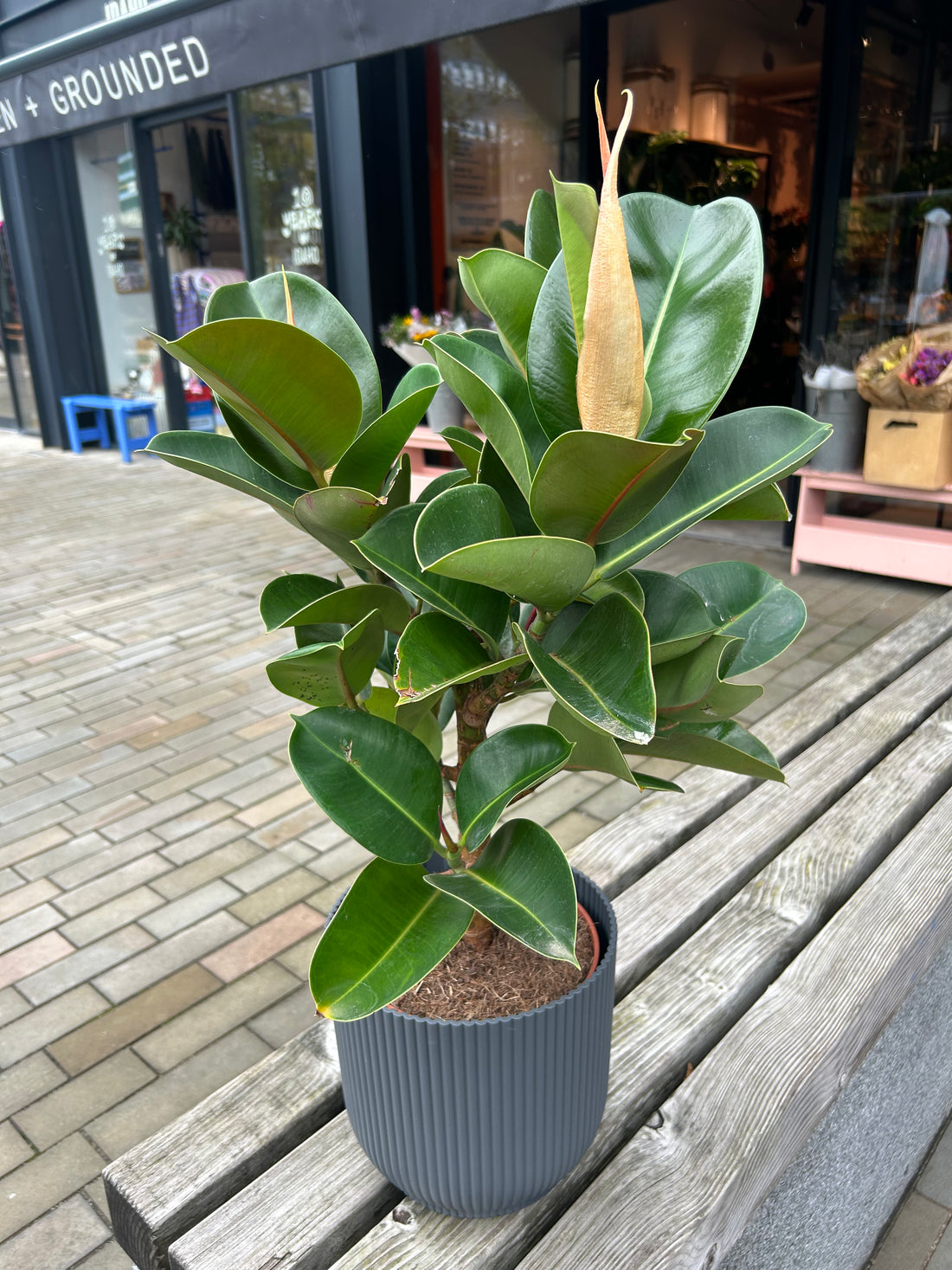 Ficus elastica Cloe