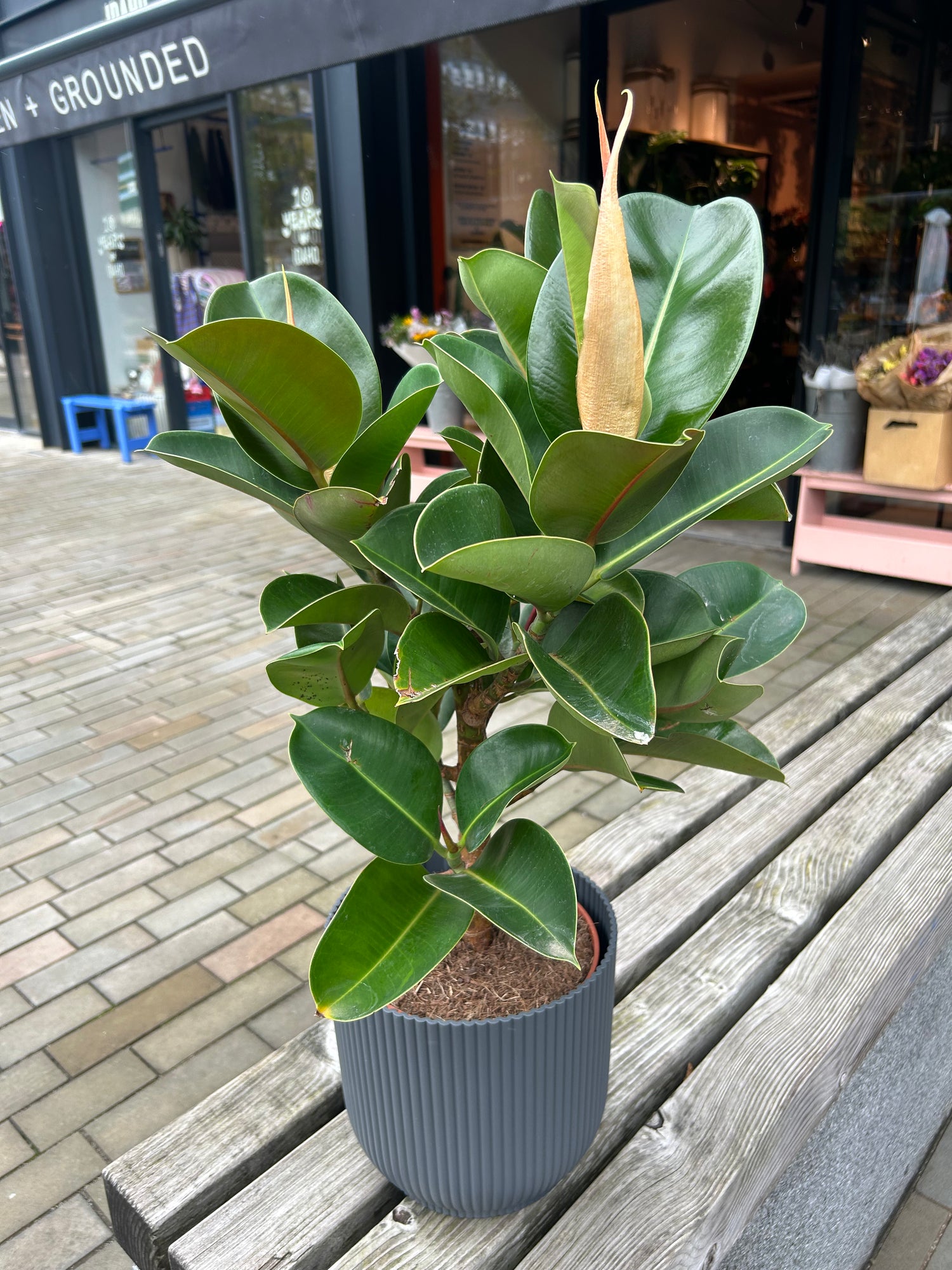 Ficus elastica Cloe