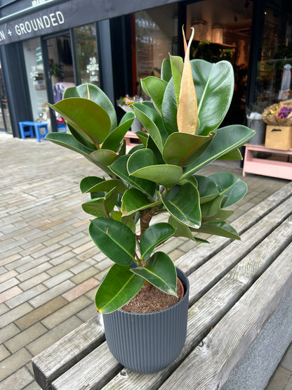 Ficus elastica Cloe