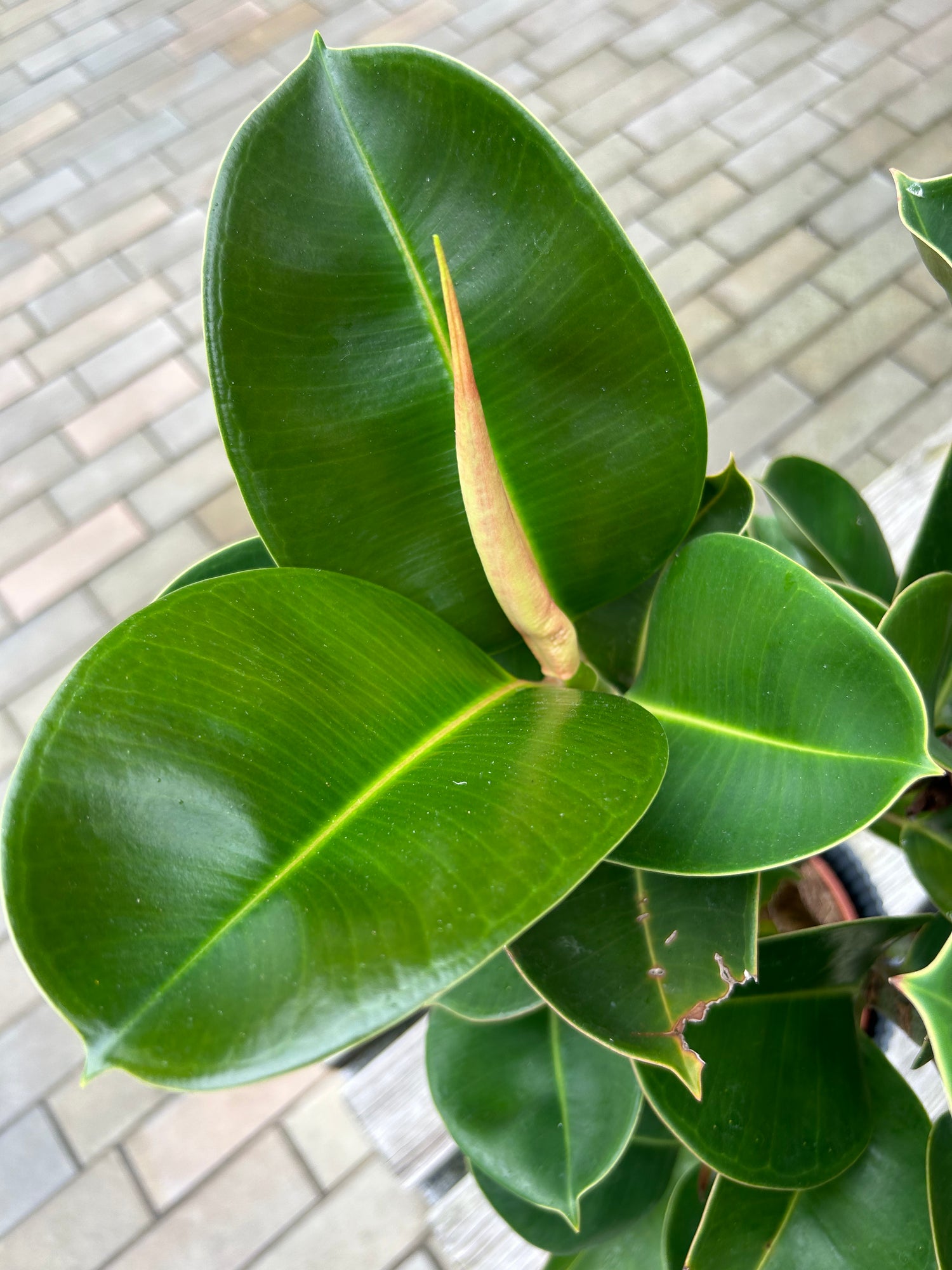 Ficus elastica Cloe