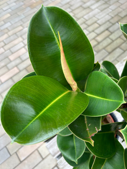 Ficus elastica Cloe