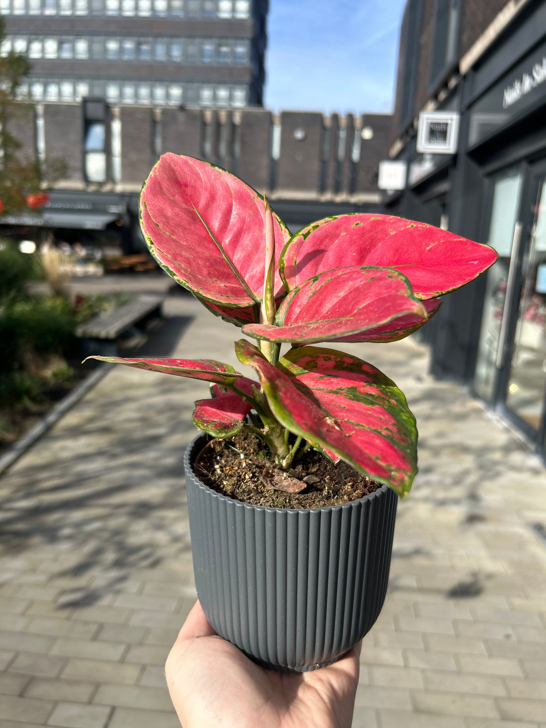 Aglaonema Pinky Promise