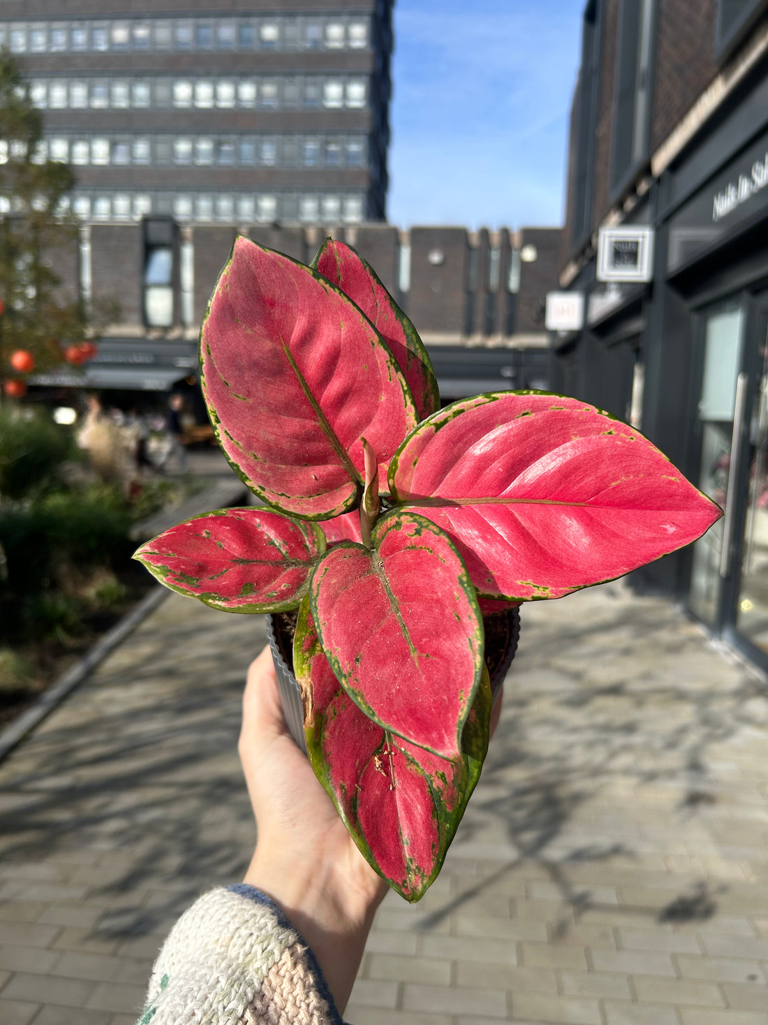 Aglaonema Pinky Promise