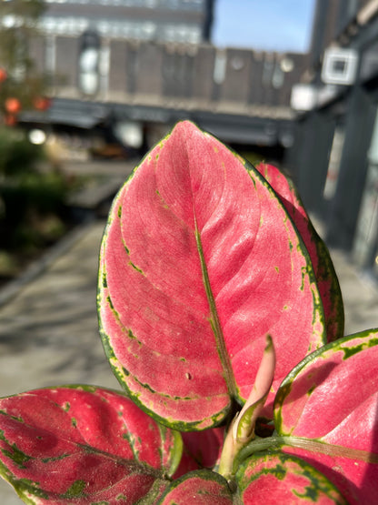 Aglaonema Pinky Promise