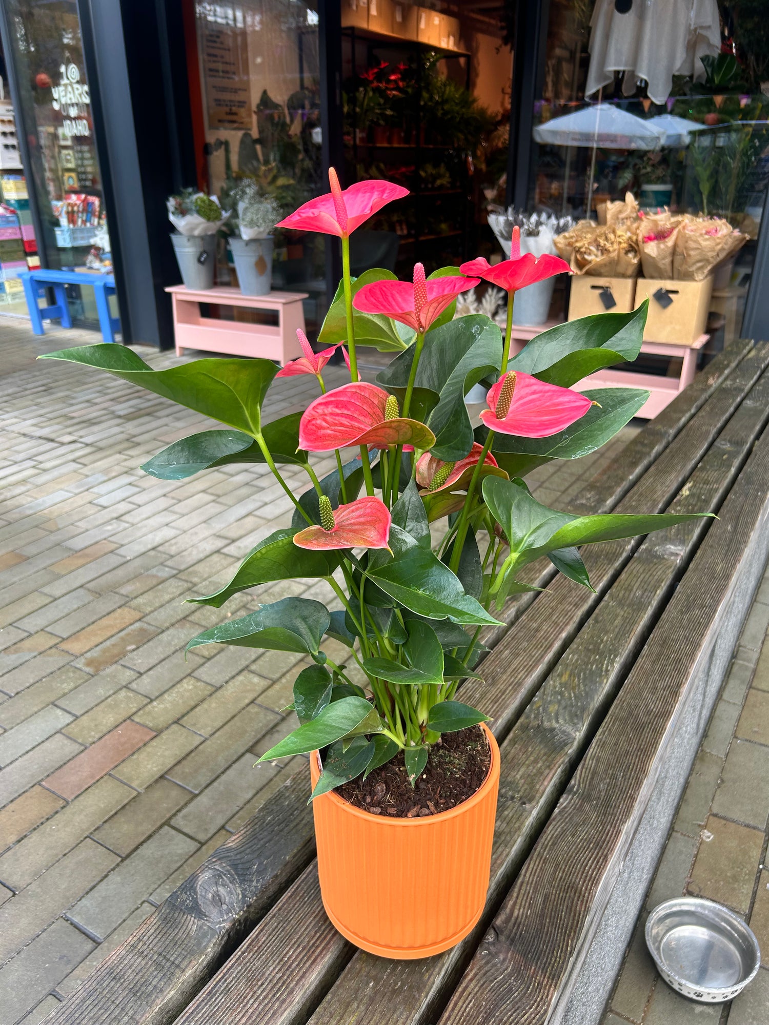 Anthurium Melito