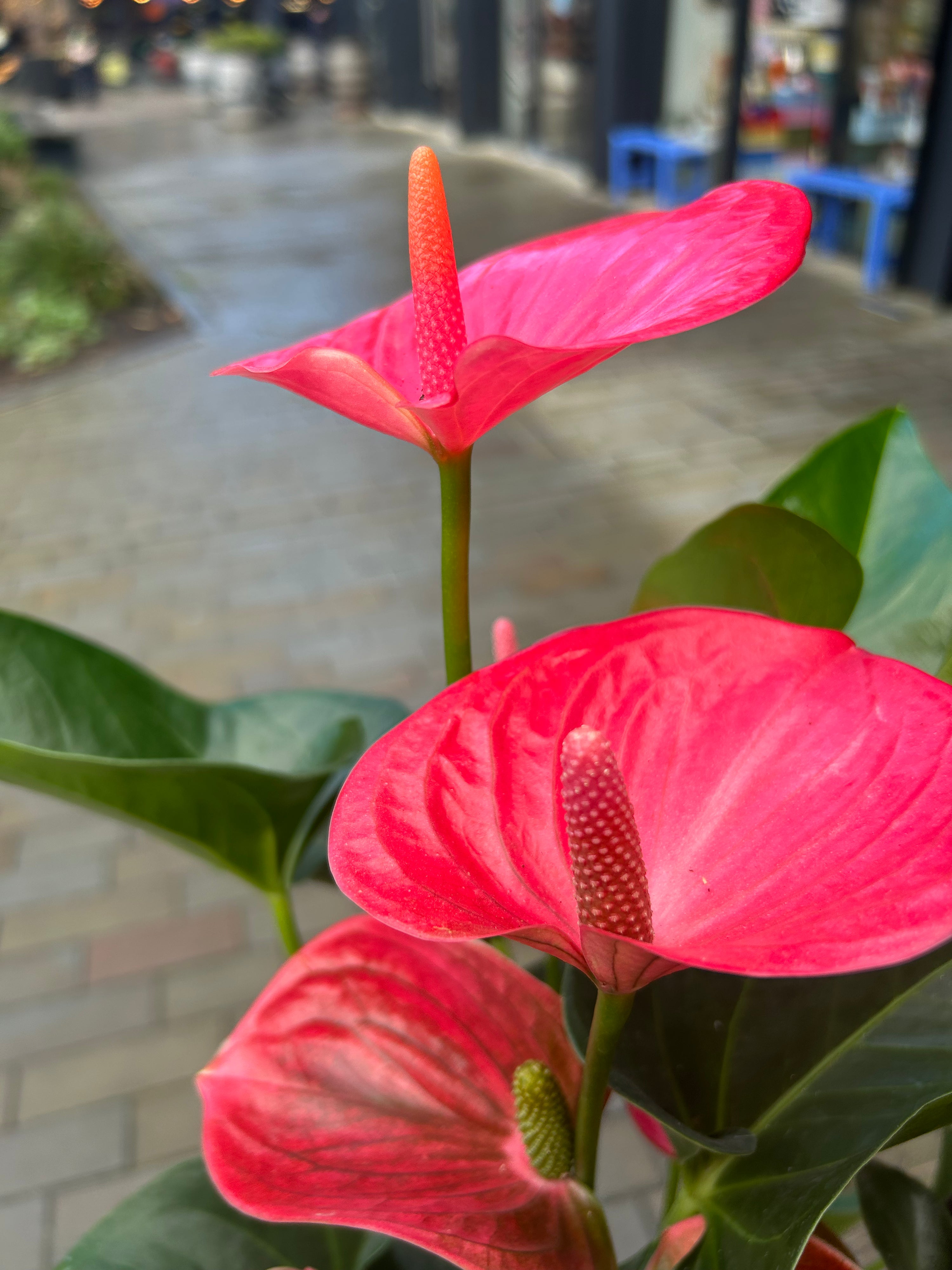 Anthurium Melito