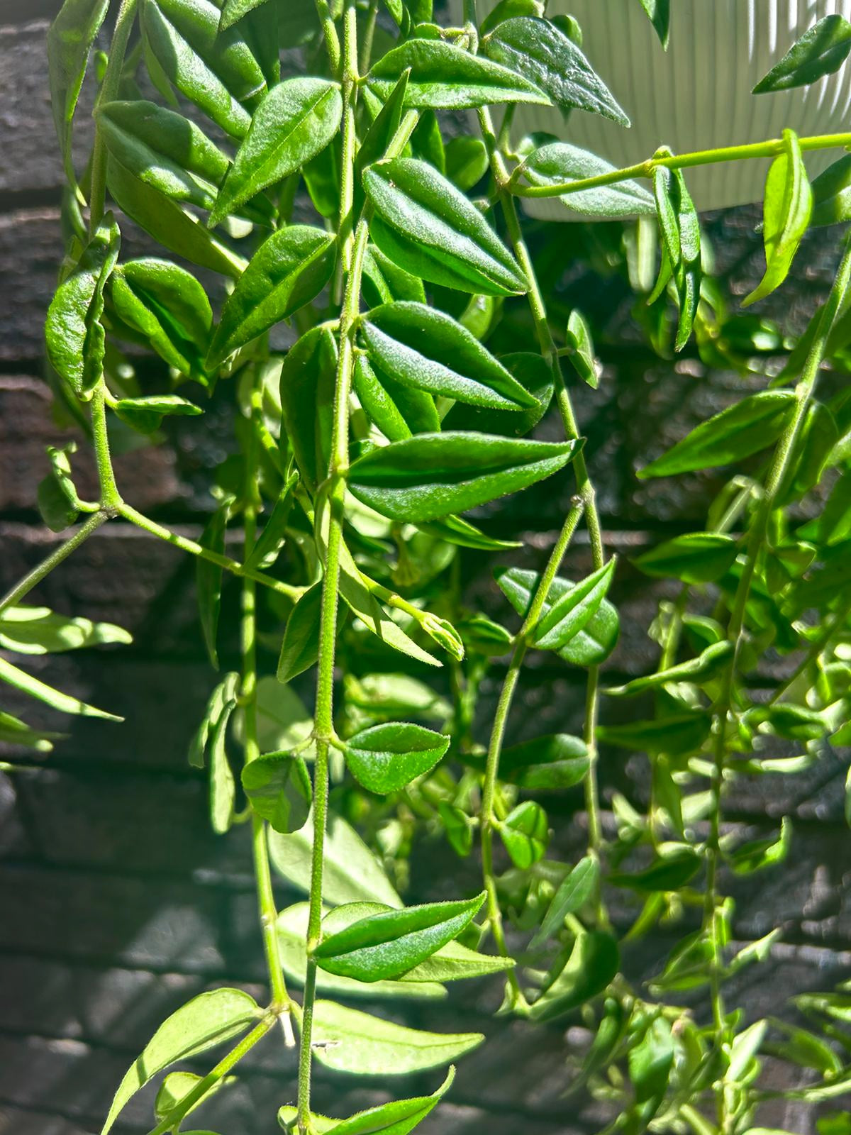 Hoya bella green