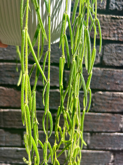 Hoya Linearis