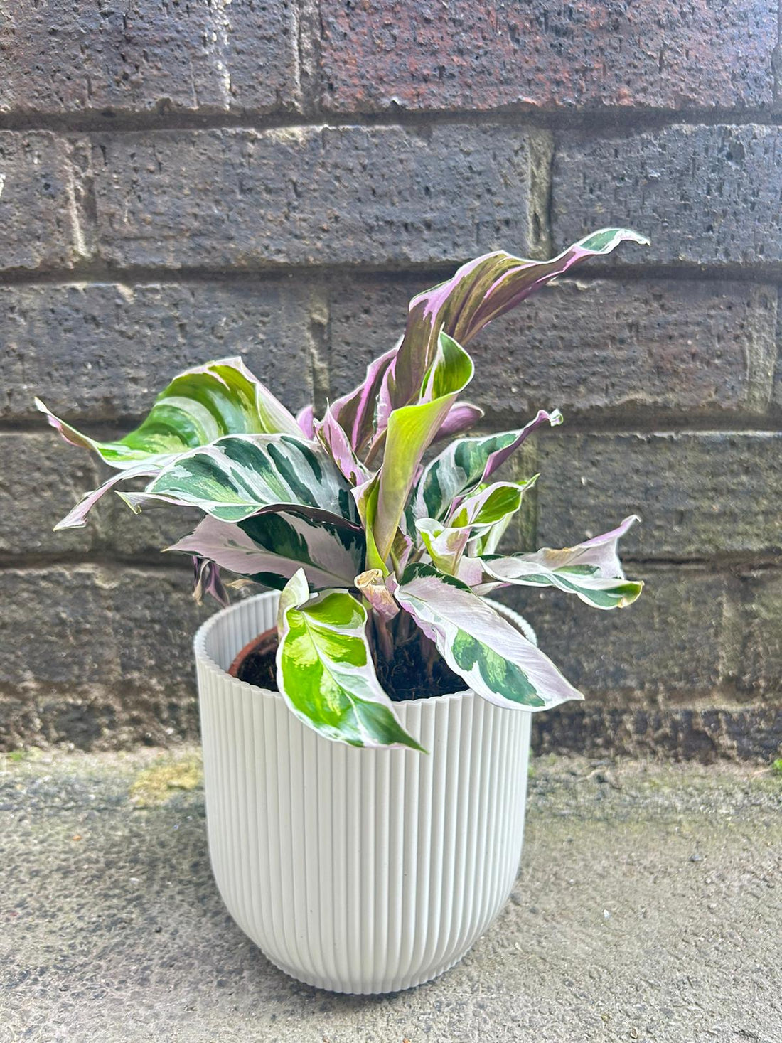 Calathea White Fusion