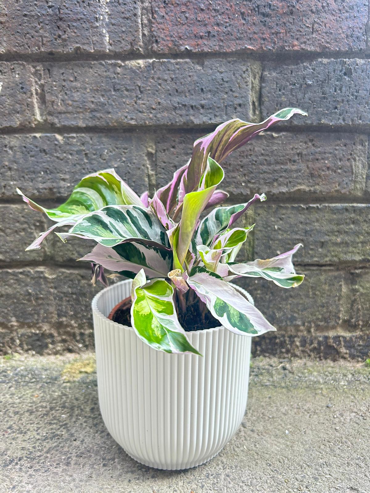 Calathea White Fusion