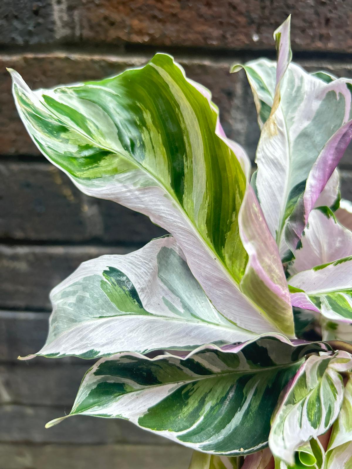 Calathea White Fusion