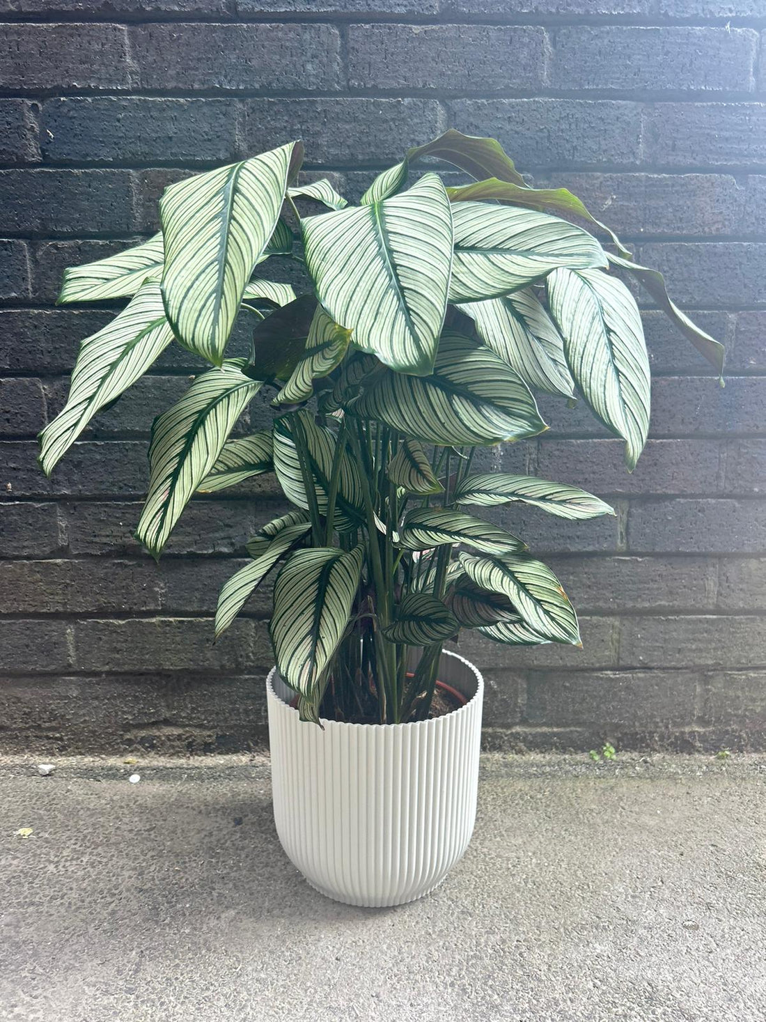 Calathea Whitestar