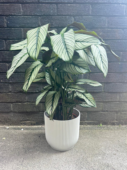 Calathea Whitestar