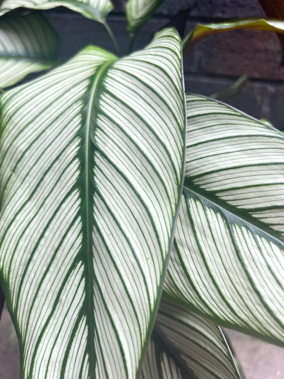 Calathea Whitestar
