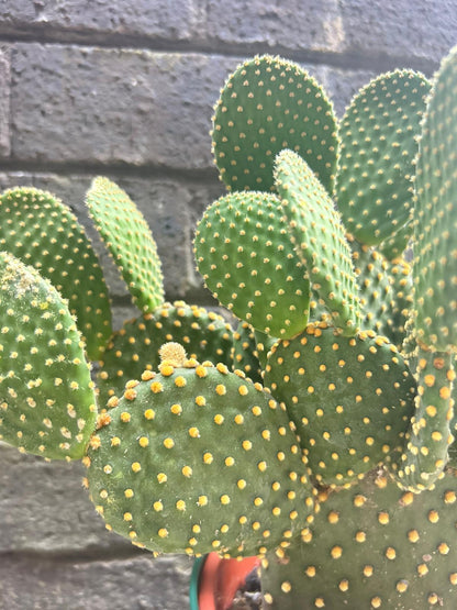 Opuntia Consolea