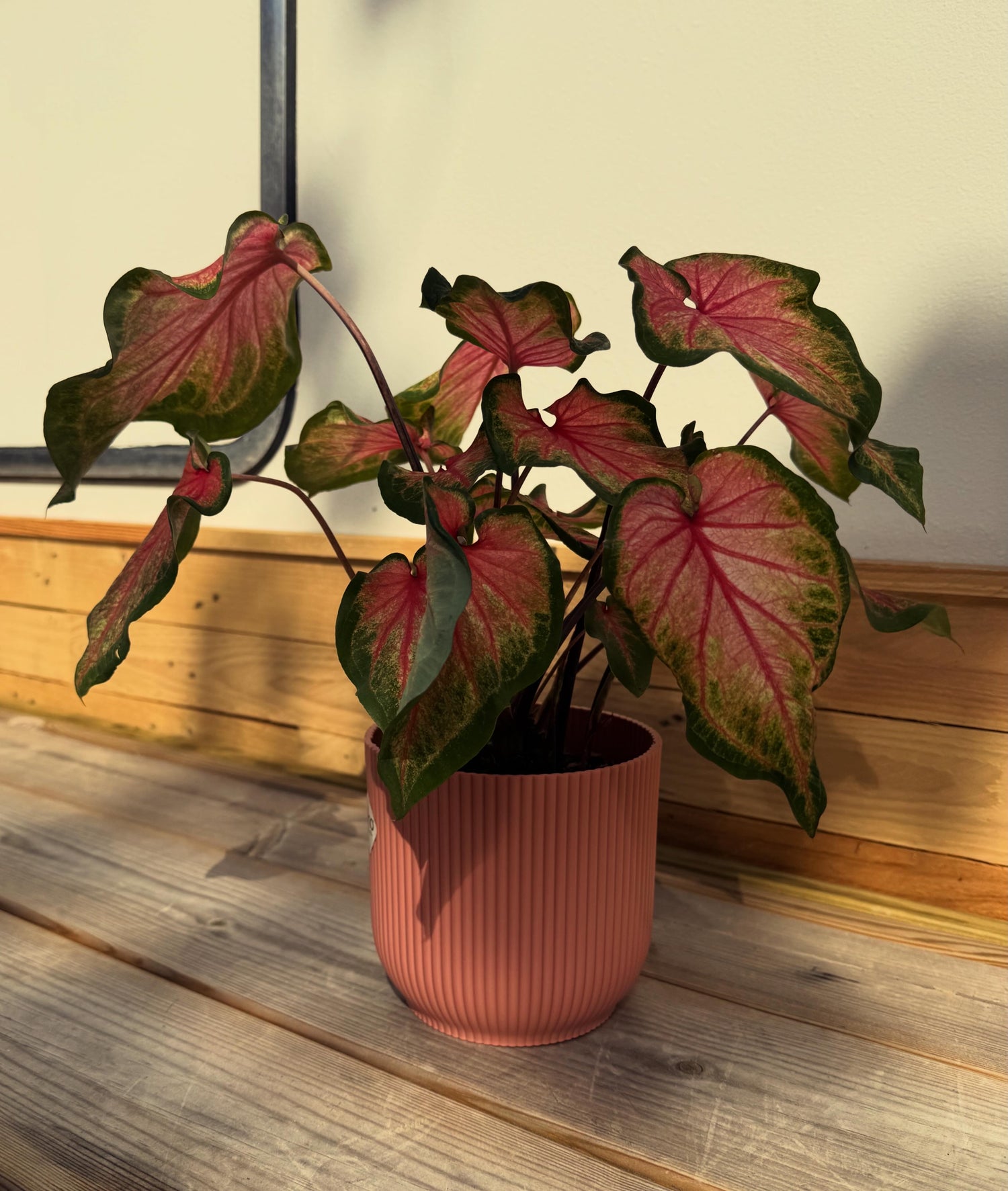 Caladium Sweetheart