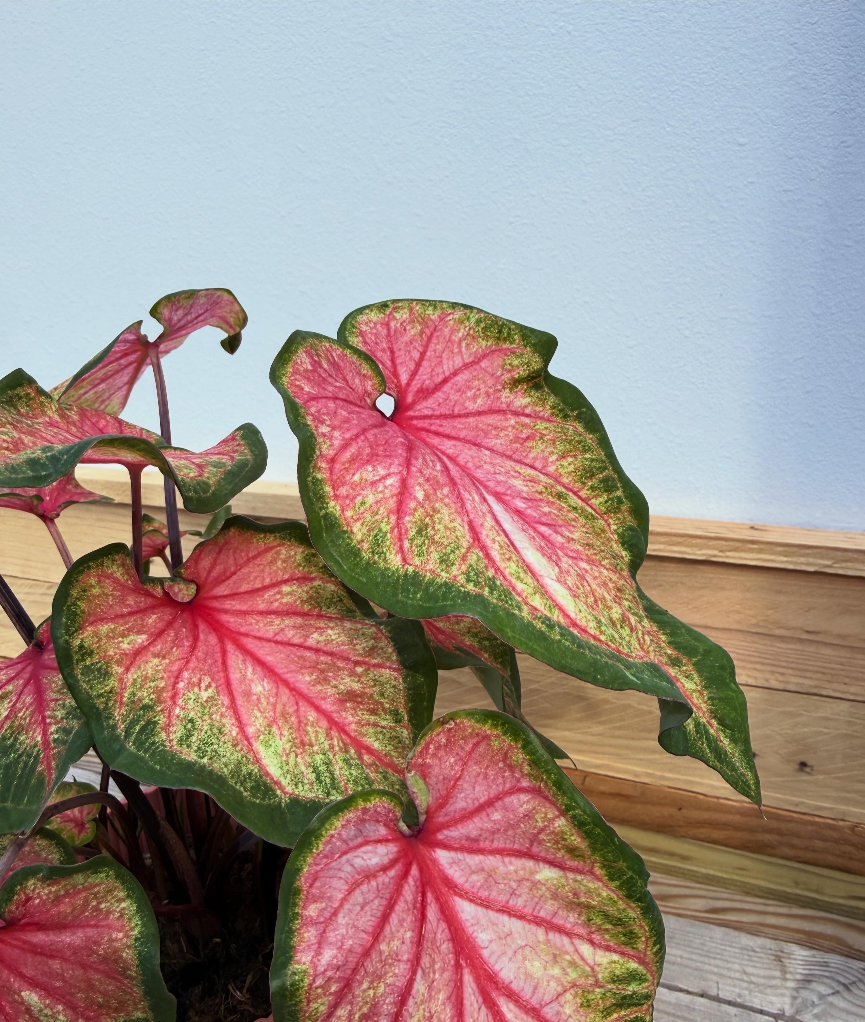 Caladium Sweetheart