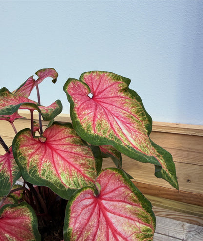 Caladium Sweetheart