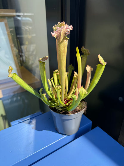 Sarracenia Pitcher Plant