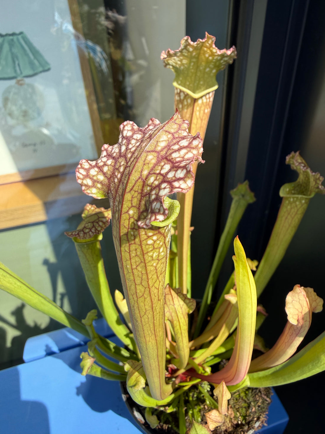 Sarracenia Pitcher Plant