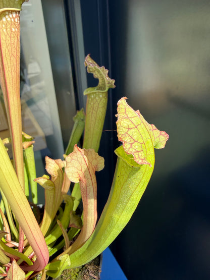 Sarracenia Pitcher Plant