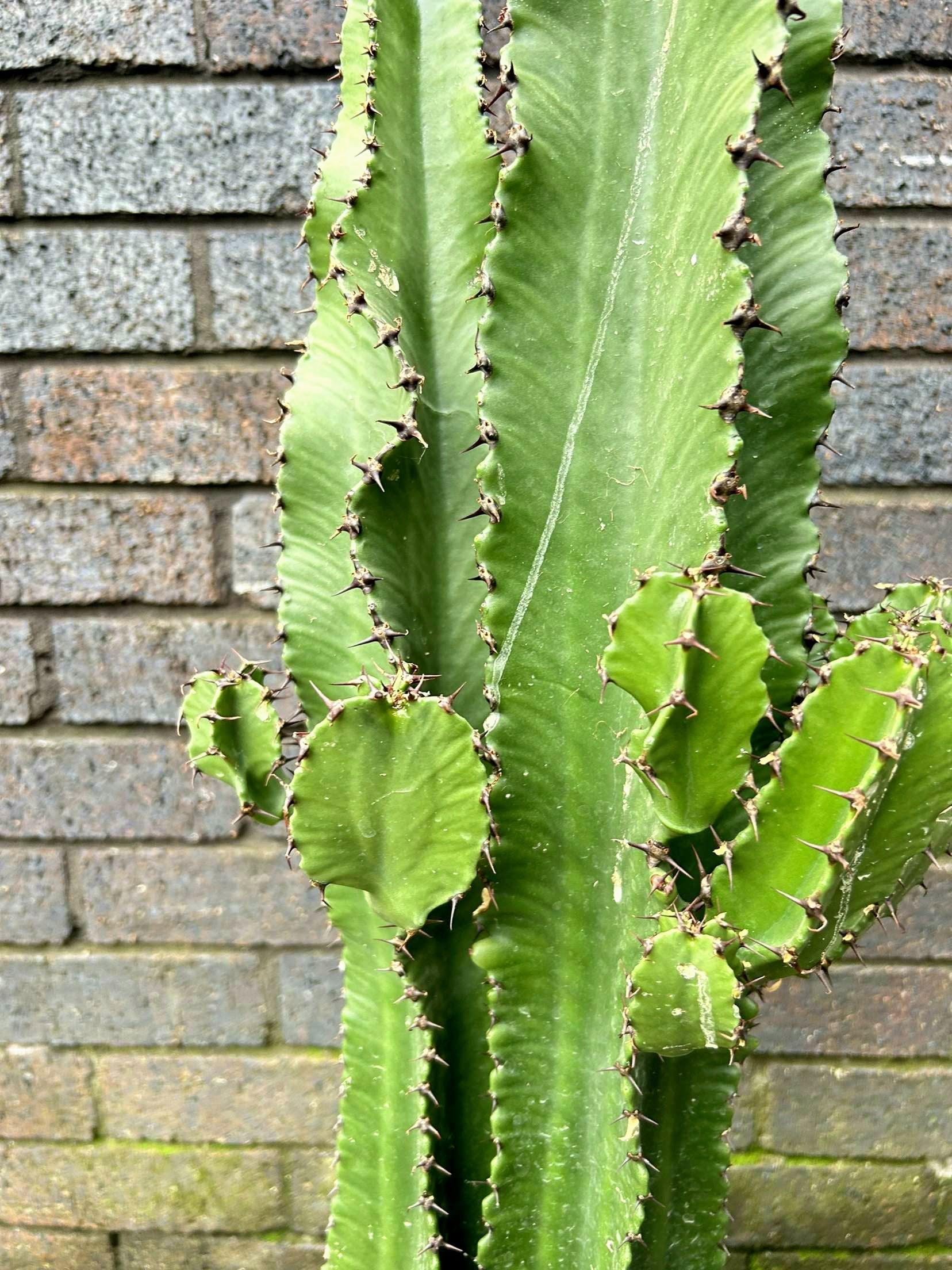 Euphorbia Erytrea