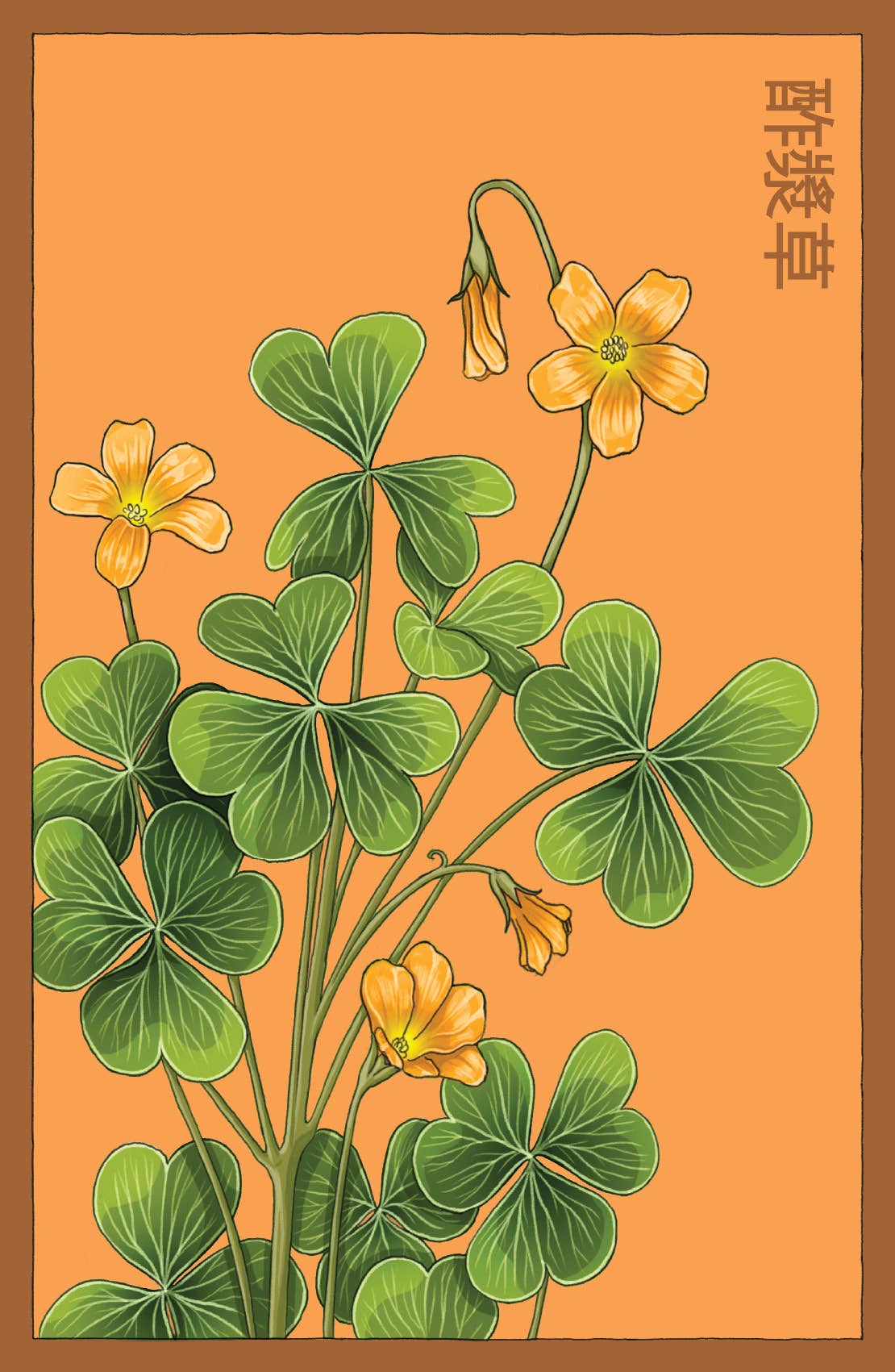 Shido Seeds