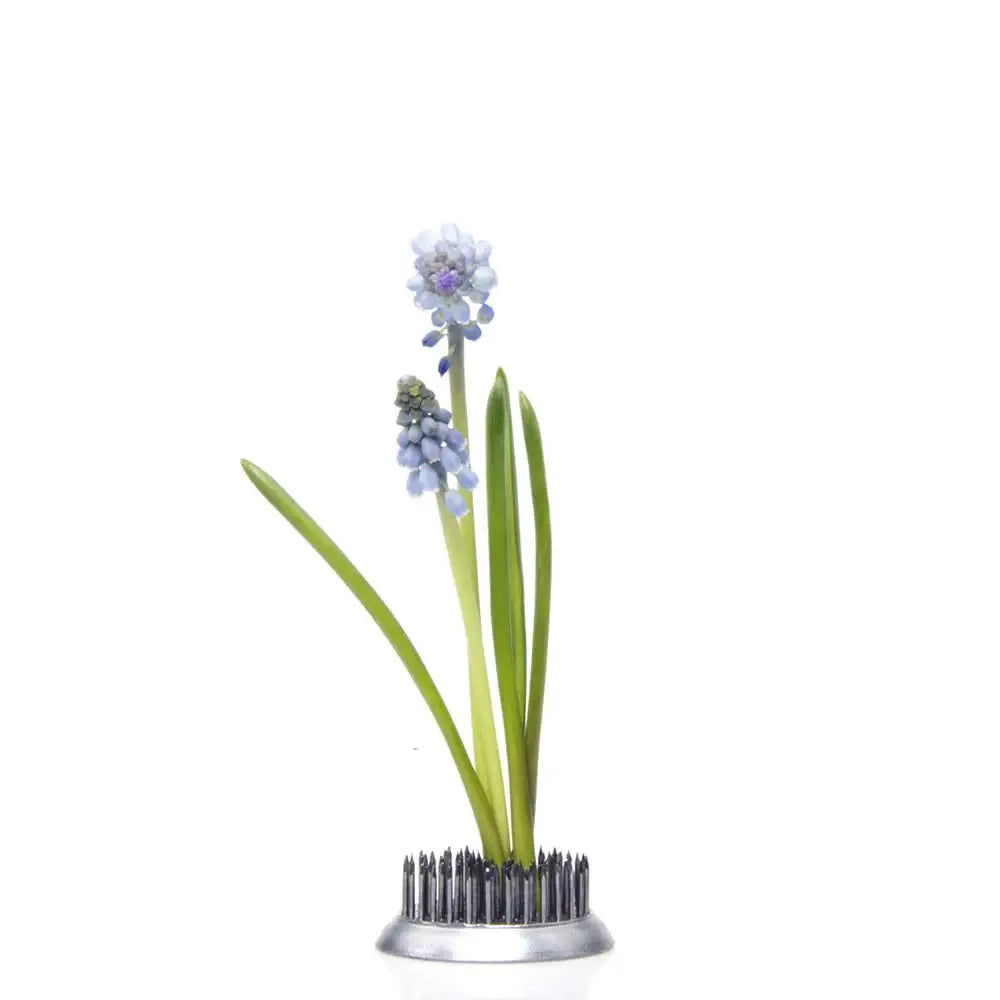 Floral Frogs / Kenzans