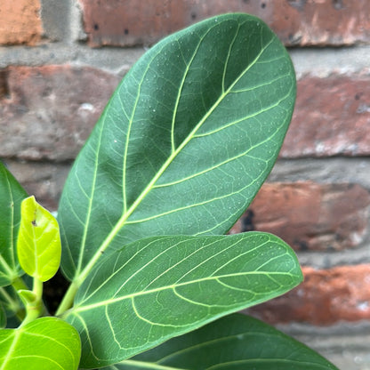 Ficus Benghalensis &