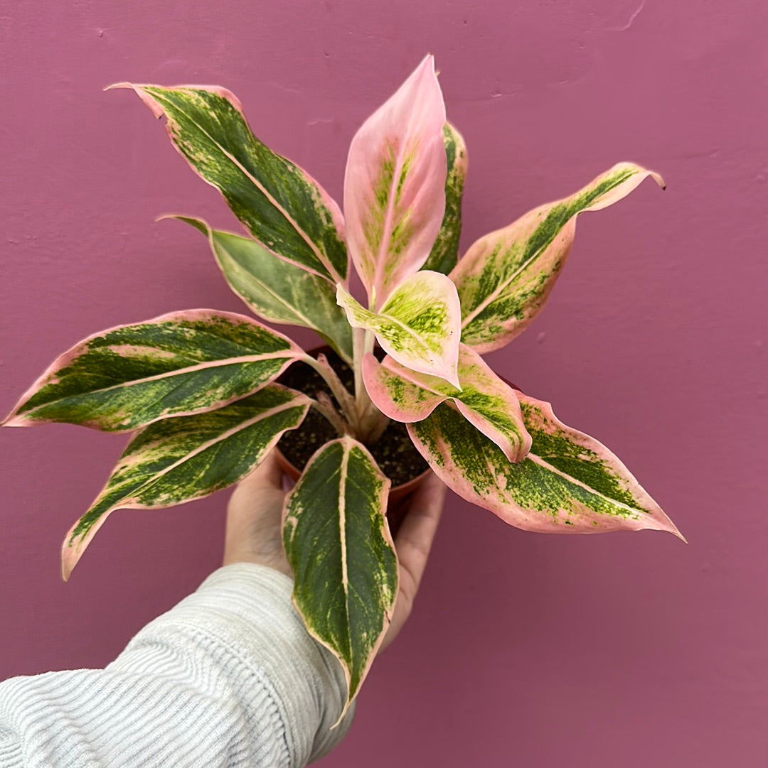 Aglaonema Lipstick Pink