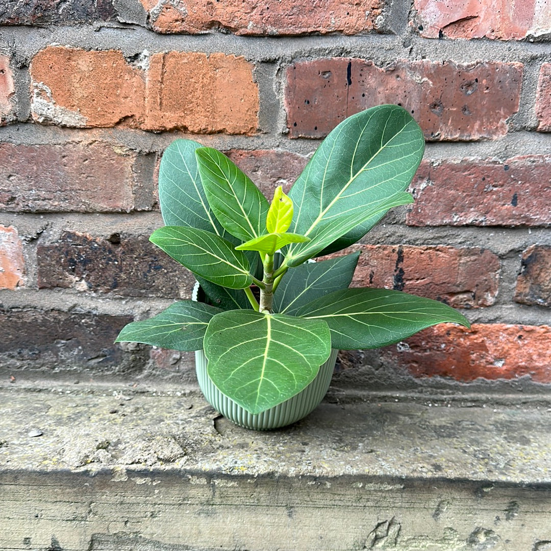 Ficus Benghalensis &