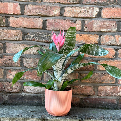 Aechmea Fasciata