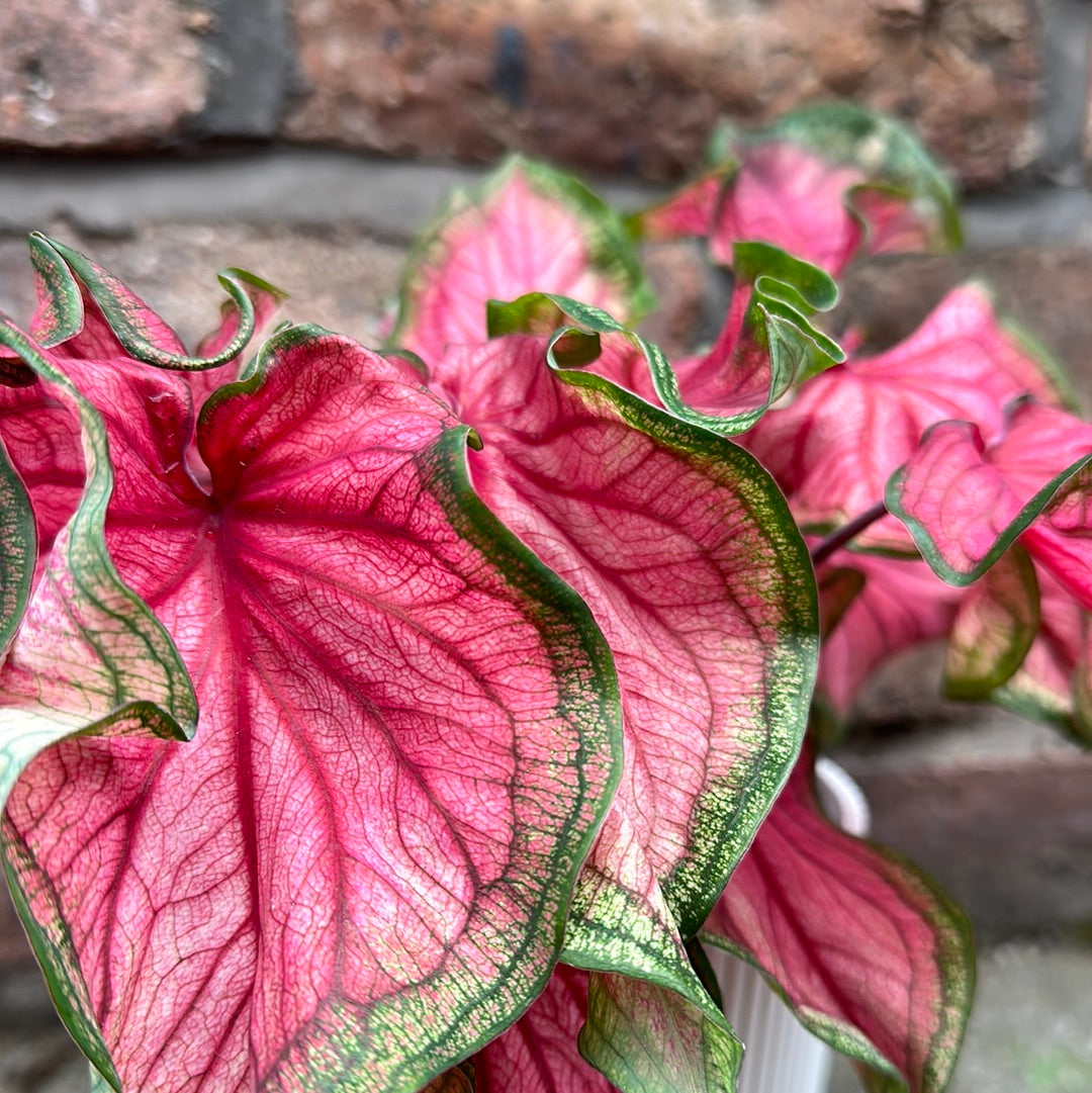 Caladium Splash of White