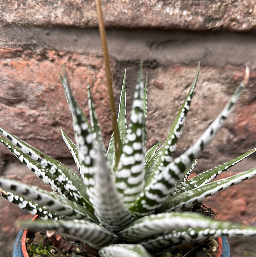 Haworthia Fasciata Alba