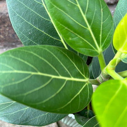 Ficus Benghalensis &