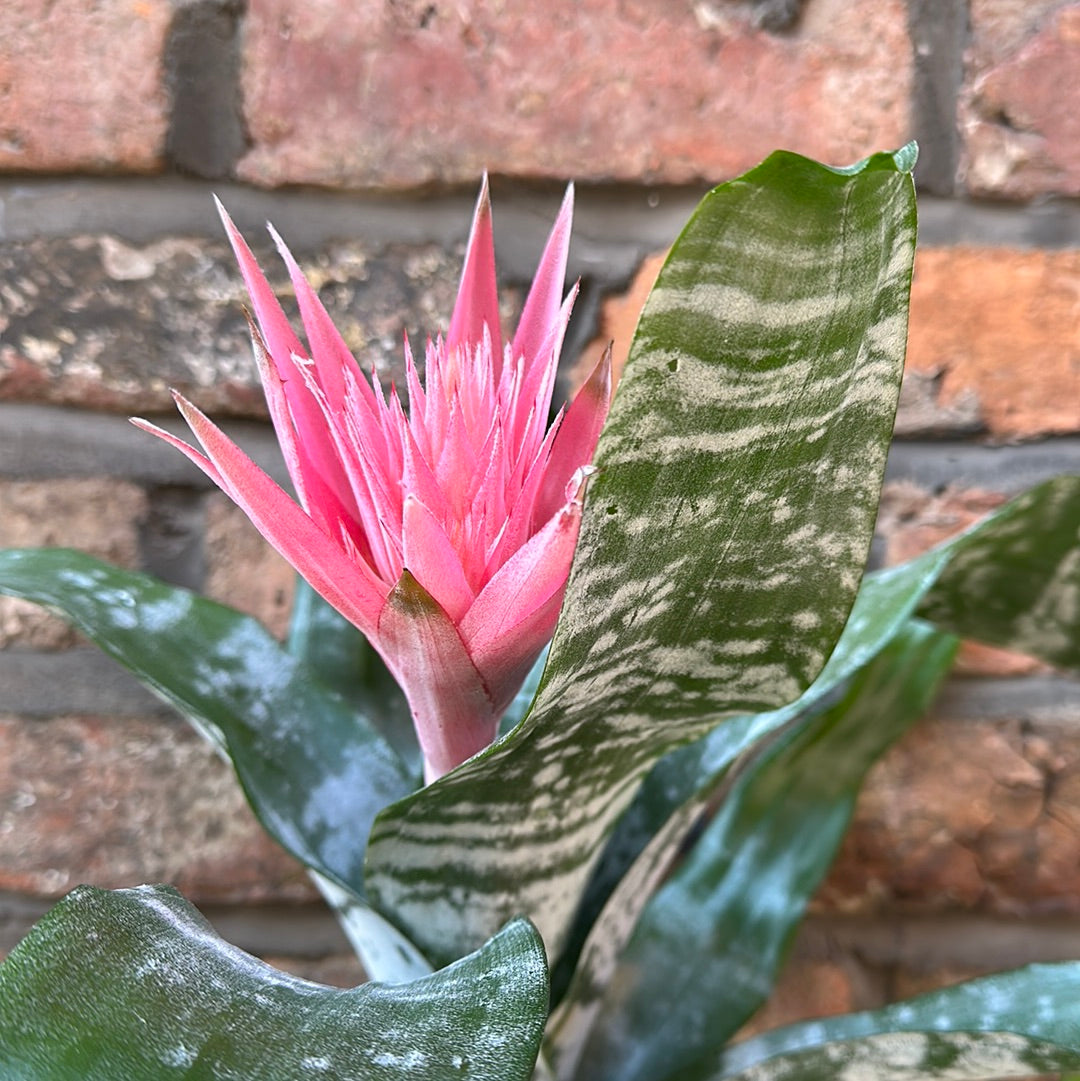 Aechmea Fasciata