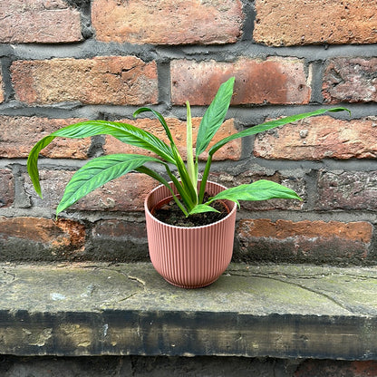 Philodendron Campii